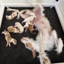 Ibizan Hound Puppies from Altamira Wire Ibizan Hounds