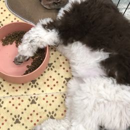 American Hairless Terrier and Poodle Puppies from Elcy’s American Hairless Terrier and Standard Poodles