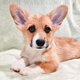 Party - Red male Pembroke Welsh Corgi puppy in Kiowa, Colorado from Cool Water Corgis LLC