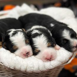 Robin - Tri-color female Bernedoodle puppy in Kilgore, Texas from Furry Tail Doodles