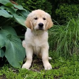 Golden Retriever Puppies from Bokamo Goldens