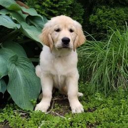 Golden Retriever Puppies from Bokamo Goldens