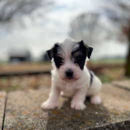 Santa - Black & tan tri-color male Morkie puppy in Oakland, Kentucky from Imperial Dogs