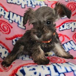Arthur - Salt and pepper male Miniature Schnauzer puppy in Titusville, Florida from Alysha's Grandbabies