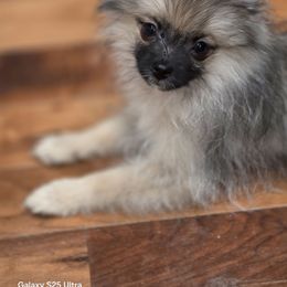 Maui not from Hawaii. California - Wolf sable male Pomeranian puppy in El Centro, California from BabyBooPoms