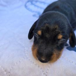 Roscoe - Black male Dachshund puppy in Oklahoma City, Oklahoma from Hamm Weenies  AKC (Dachshunds)