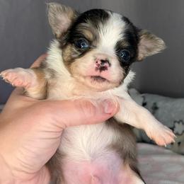 Merle blue - Blue merle male Chihuahua puppy in Sherwood, Arkansas from Bartelt Breeders