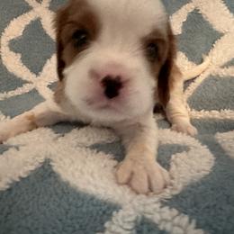 Cavalier King Charles Spaniel Puppies from Dawson’s Creek Breeding