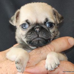 Otis - Fawn male Pug puppy in Winnsboro, Texas from Southern pugs