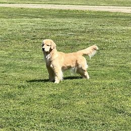 Ember - Golden Retriever