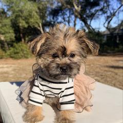 Mocha - Black gold and silver female Shorkie puppy in Ocala, Florida from Yorkie  And Shih Tzu Love