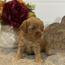 Waffles - Caramel male Australian Labradoodle puppy in Fremont, New Hampshire from Birchwood Labradoodles