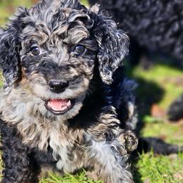 Milo - Blue male Pyredoodle puppy in Willacoochee, Georgia from Kitandkboodle's Doodles