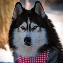 Finley - Siberian Husky