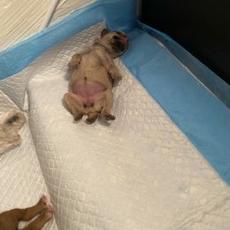 Schnoodle Puppies from Noodle Tings Puppies