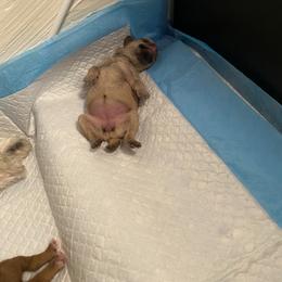 Schnoodle Puppies from Noodle Tings Puppies