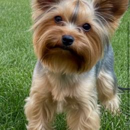 Eri - Yorkshire Terrier