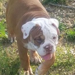 Olde English Bulldogges from M&M Bulldogs