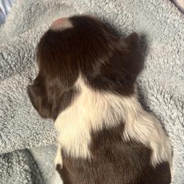 7 - Liver white and tan male English Springer Spaniel puppy in Natural Bridge, Virginia from Sara's English Springer Spaniels