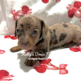 Chocolate and Tan Dapple Male Smooth - Chocolate and tan male Dachshund puppy in Cleveland, Tennessee from Kelly's Doxie Farm