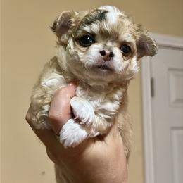 Monkey - Merle male Chihuahua puppy in Burleson, Texas from Luxe Paradise House of Chi