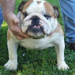 Francis - Bulldog