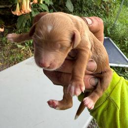 Boy 2 - Apricot male Goldendoodle puppy in Willits, California from Big Island Goldendoodles