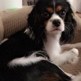 Cavalier King Charles Spaniels from Heart R Cavaliers