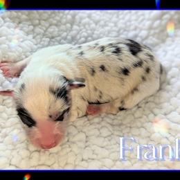 Frank - Blue merle male Toy Australian Shepherd puppy in Mountain Home, Idaho from LJK Boxers & Toy Aussies