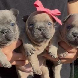 Mimi - Blue fawn female French Bulldog puppy in Miami, Florida from Oceanside French Bulldogs