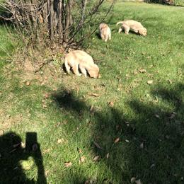 Golden Retriever and Shetland Sheepdog Puppies from Mejimo