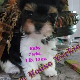 Yorkshire Terrier Puppies from Cottage House Yorkies, L.L.C.