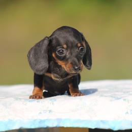 Skittles - Black and tan female Dachshund puppy in Okeechobee, Florida from Far Far Away Dachshunds