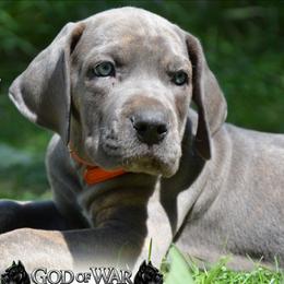 Lester - Gray brindle male Cane Corso puppy in Princeton, Minnesota from God Of War Cane Corso