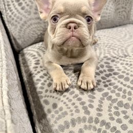 Pink collar - Tricolors female French Bulldog puppy in Wagoner, Oklahoma from Frenchie Frys