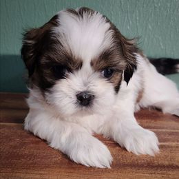 Dot - Sable and white female Shih Tzu puppy in Wolcottville, Indiana from Ducky's Doodles