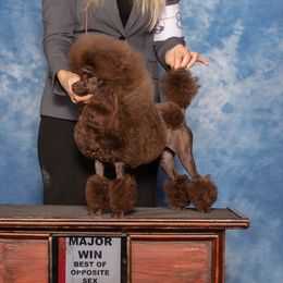 Nana - Poodle