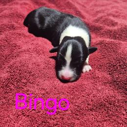 Bingo - Black and white female Border Collie puppy in Goldsboro, North Carolina from J & S Borders