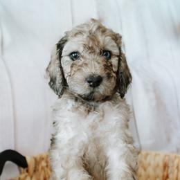 Lavendar - female Goldendoodle puppy in Gotha, Florida from Perlune Farms