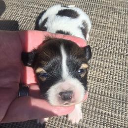 STELLA - Red white and sable female Papillon puppy in Hollister, Missouri from Swan Creek Kennel