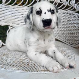 Giselle - LUA long coat - White and black female Dalmatian puppy in Jefferson, Georgia from Spotted Jewels Dalmatians
