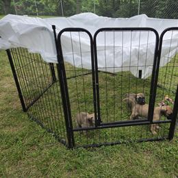 Great Dane Puppies from Tidal Wave Danes