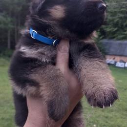 Male Puppy 2 - Black and red male German Shepherd puppy in Pocono Ranch Lands, Pennsylvania from Vom Haus Pharoah German Shepherd