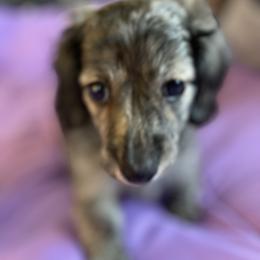 Dachshund Puppies from Little Kisses Doxies