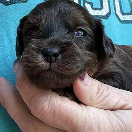 Chilli - Merle male Goldendoodle puppy in Waynesboro, Virginia from Forest Creek Kennel