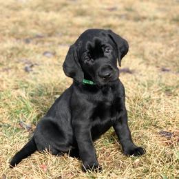 Boy 2 - male Labrador Retriever puppy in Winnemucca, Nevada from Oakley's Mountain View Kennel