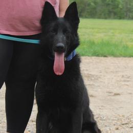 Ruin vom Morris Haus - Bi-color female German Shepherd puppy in Beech Grove, Arkansas from Ze Zadnich lesu