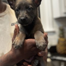 Grinch - Silver brindle male Dutch Shepherd puppy in Clarksville, Tennessee from Vuurhart Herders