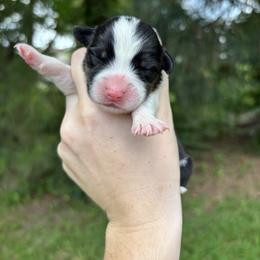 Java - Black and white male American Corgi puppy in Foreman Ar., Arkansas from Grassy Lake Corgis