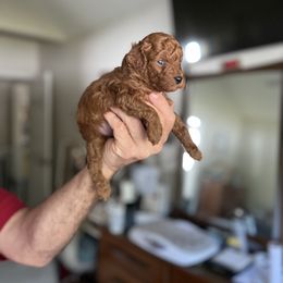 Boy 3 - Red  male Poodle puppy in Dallas, Texas from Infinity Poodles